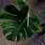 XXL - Monstera Deliciosa Larg form mint noid