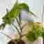 Monstera aurea