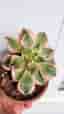 Aeonium Kiwi variegata tricolor