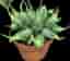 EN FIN PLANTA AV ”Euphorbia Obesa x Suzannae ???"- Hybrid