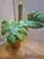 Monstera Mint large form – ej TC-planta