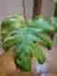 Monstera Mint large form – ej TC-planta