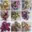 6 sticklingar, paket, palettblad coleus