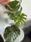 Monstera Thai Constellation