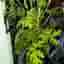 Rosengeranium/Dr Westerlunds, 2 st toppsticklingar