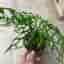 Monstera obliqua peru Variegata