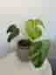 Monstera Jungle Mint ejtc