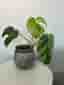 Monstera Jungle Mint ejtc