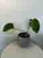 Monstera Jungle Mint ejtc
