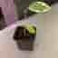 Ficus benjamina 'Starlight'