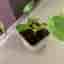 Pilea Peperomioides