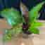 Philodendron 'Princ off orange krukväxt