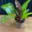 Philodendron 'Princ off orange krukväxt