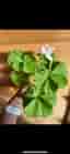 Pelargon stickling