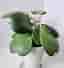Hoya Kerrii/ planta /Porslinsblomma/