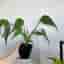Monstera burle marx flame