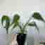 Monstera burle marx flame