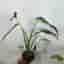 Monstera burle marx flame