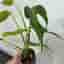 Monstera burle marx flame