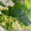 En stickling av Alocasia Gageana Aurea Variegata