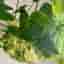En stickling av Alocasia Gageana Aurea Variegata