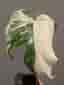Monstera Albo Variegata