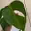 Monstera deliciosa var sierrana Hawaii form