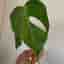 Monstera deliciosa var sierrana Hawaii form