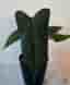 Anthurium Red Java x Indo Portillae