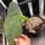 Anthurium X1 x Indo Portillae