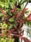 Euphorbia dulcis 'Kameleont'