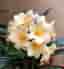 Clivia frön (gul/pastell)