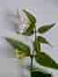 Hoya Bella/1 st rotad stickling med 2 blomknoppar /porslinsblomma/ r