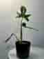 Philodendron Florida Green