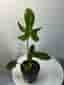 Philodendron Florida Green