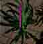 -XL- *RARITY* Monstera Deliciosa 'Unniiae'