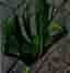 -XL- *RARITY* Monstera Deliciosa 'Unniiae'