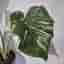 Monstera Thai Constellation