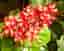 Glansklerodendrum ORANGE (släkt Ödesträd ) C. Splendens, rotat skott