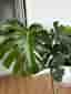 Monstera Deliciosa