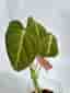 Philodendron glorious, aroid
