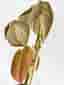 Philodendron glorious, aroid