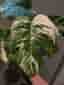 Monstera Albo Variegata – 3 plantor i samma kruka.