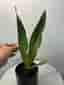 Sansevieria 'Moonshine'