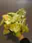 *RARE* 3 st Syngonium Lime Soda.