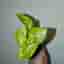 *RARE* 3 st Syngonium Lime Soda.