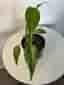 Monstera burle Marx flame