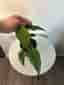 Monstera burle Marx flame