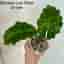 Alocasia Low Rider