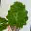 Alocasia Low Rider